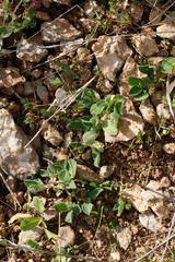 Tripodion tetraphyllum