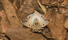 Ayuthia spectabile