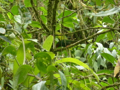 Chlorornis riefferii