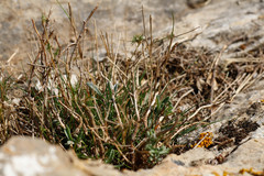 Hormathophylla spinosa