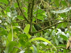 Chlorornis riefferii