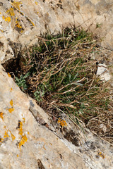 Hormathophylla spinosa