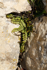 Asplenium trichomanes pachyrachis