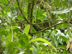 Chlorornis riefferii