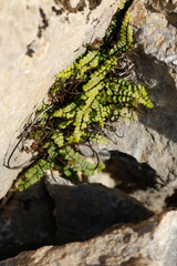 Asplenium trichomanes pachyrachis