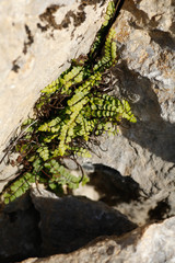 Asplenium trichomanes pachyrachis