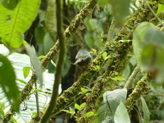 Chlorornis riefferii