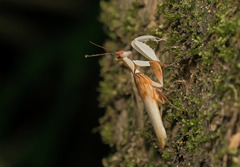 Hymenopus coronatus