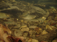 Neolissochilus stracheyi