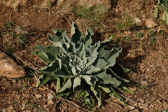 Verbascum boerhavii