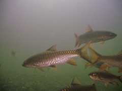 Neolissochilus stracheyi