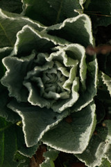 Verbascum boerhavii