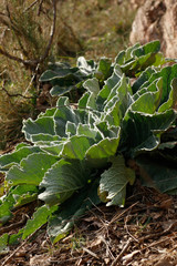 Verbascum boerhavii