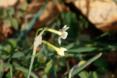 Narcissus dubius