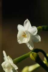 Narcissus dubius