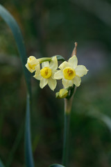 Narcissus dubius