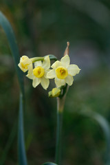 Narcissus dubius
