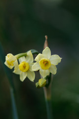 Narcissus dubius