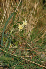 Narcissus dubius
