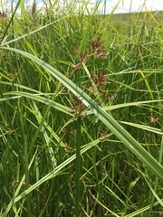 Cyperus longus tenuiflorus