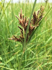 Cyperus longus tenuiflorus