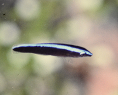 Labroides dimidiatus