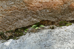 Asplenium petrarchae petrarchae