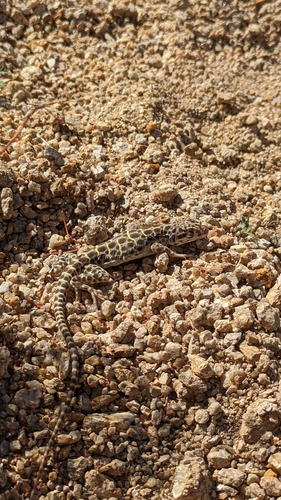 iNaturalist observation photo of Long-nosed Leopard Lizard