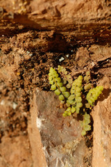 Asplenium petrarchae petrarchae