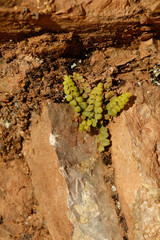 Asplenium petrarchae petrarchae
