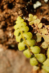 Asplenium petrarchae petrarchae