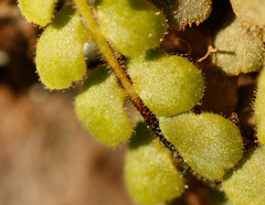 Asplenium petrarchae petrarchae