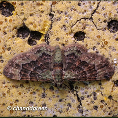 Gymnoscelis taprobanica
