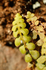 Asplenium petrarchae petrarchae