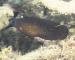 Labropsis micronesica