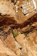 Asplenium petrarchae petrarchae