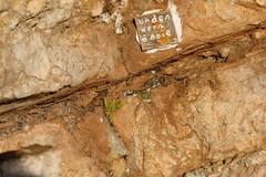 Asplenium petrarchae petrarchae