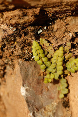 Asplenium petrarchae petrarchae