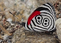 Diaethria clymena