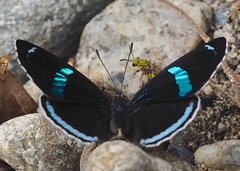 Diaethria clymena