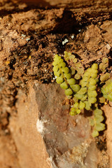 Asplenium petrarchae petrarchae
