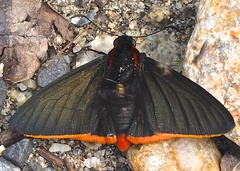 Pyrrhopygini
