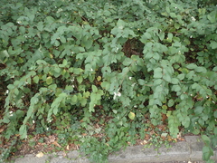 Symphoricarpos albus