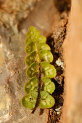 Asplenium petrarchae petrarchae