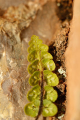 Asplenium petrarchae petrarchae