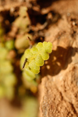 Asplenium petrarchae petrarchae