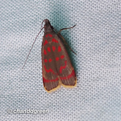 Dichomeris sandycitis