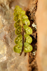 Asplenium petrarchae petrarchae