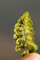 Asplenium petrarchae petrarchae