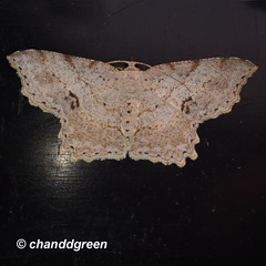 Calletaera subexpressa